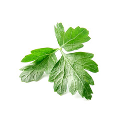 Fresh parsley on white background