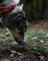Blue Merle Border Collie dog sniffing scenting grass