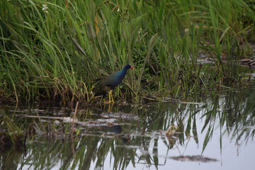 Unusual Bird Standing in Marsh Grass in New Orleans