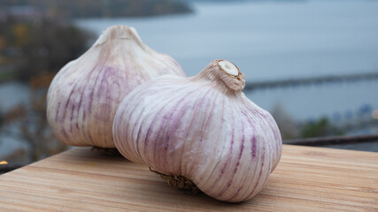 Locally farmed fresh garlic on wooden cutting board with the archipelago as background. Food and healthy ingredient concept.