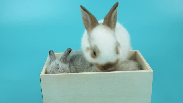 Lovely newborn bunny lying down in wooden box over isolated blue background. Easter animal concept.
