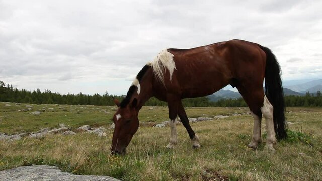 the horse grazes in the meadow and eats green grass against the background of barons and sheep near the forest and mountains