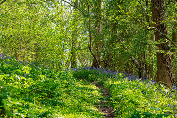 Fototapeta na wymiar Path through Bluebells carpeting woodlands