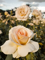 Flores del jardín del rosedal de Palermo Argentina
