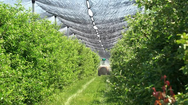 Tractor Sprays Insecticide in Apple Orchard - Hail Protection Netting Above Apple Orchard