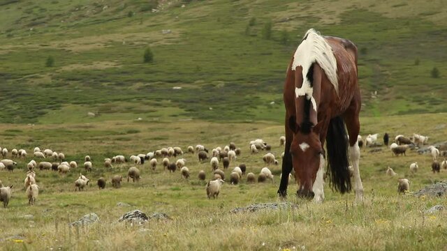 the horse grazes in the meadow and eats green grass against the background of barons and sheep near the forest and mountains