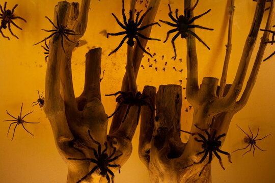 Spider