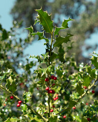 Green holly and red berries during day light