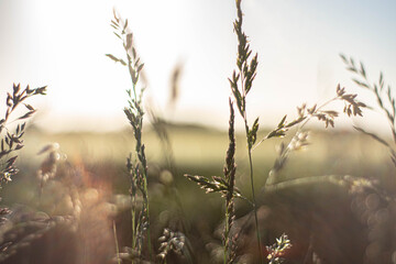 grass in the morning