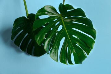 Naklejka na ściany i meble Beautiful monstera leaves on light blue background. Tropical plant