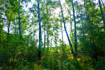 Fototapeta premium Birch forest with green underbrush of grass and bushes with leaves. White trunks against the backdrop of light from the sky.