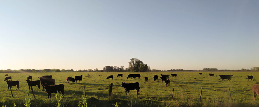 Vacas en el campo