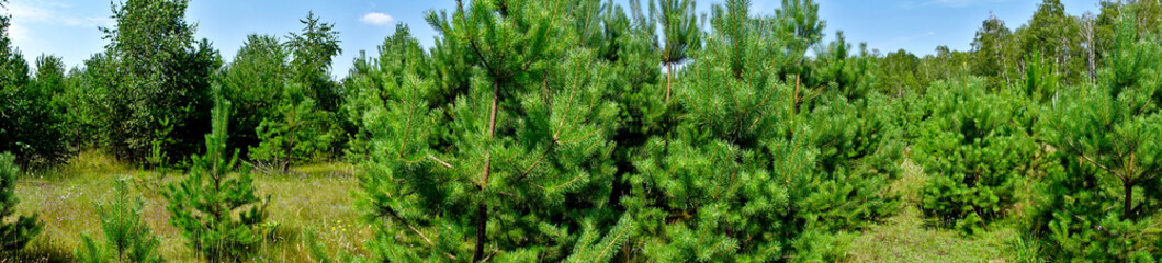 Panorama of a young green pine forest against the blue sky. There are many needles on the pine branches.