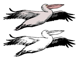 Drawing of flying pelican. Realistic sketch of tropical bird. Hand drawn vector illustration in vintage, engraving style. Set of contour and color element isolated on white for design, decor, prints.