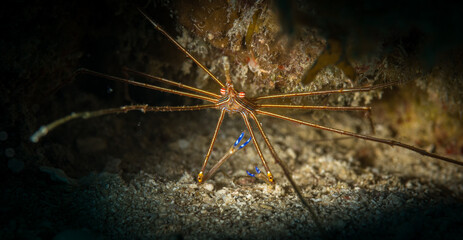 Yellowline Arrow crab (Stenorhyncus seticornis) on the Longbay Reef dive site, St Martin, Dutch Caribbean
