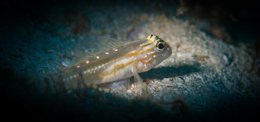 A shy goby watches cautiously on the reef, St Martin, Dutch Caribbean