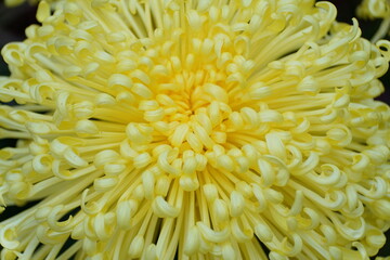 Close up of light yellow color of spider mum 'Golden Splendour'