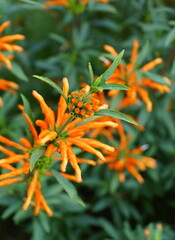 Beautiful orange flowers of Lion's Tail, an upright perennial plant