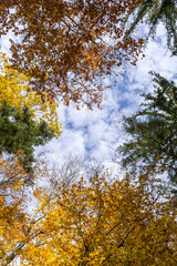 Low angle shot in a forest during fall.