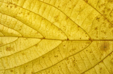 Closeup of a Fall Leaf