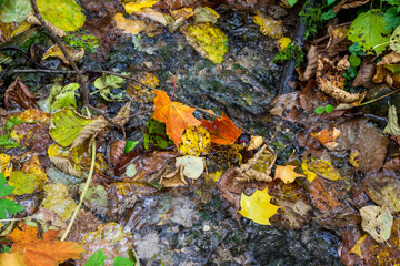 Obraz premium Bright fallen autumn foliage in a forest stream. Beautiful red and yellow maple leaves 