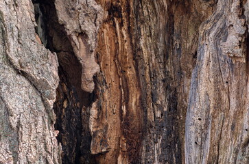 Inner Core of an Old Tree
