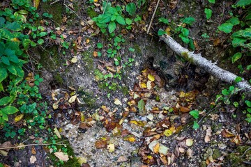 Spring with clear water gushing from the ground in a forest area
