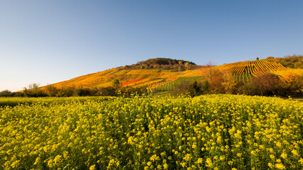 Obraz premium Weinberg im Herbst