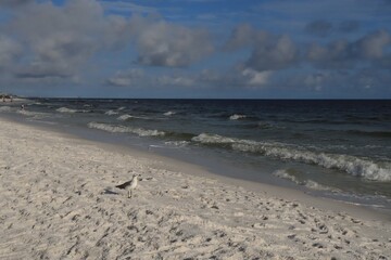 A seabird stands on a white shore and looks at the ocean, close