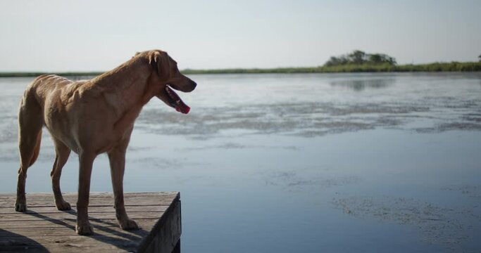 Happy dog standing on a dock overlooking the water