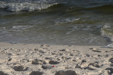 Coastal wave splashing on the shore, ocean view from the Gulf Coast