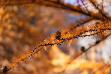 Orange forest in autumn
