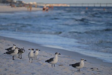 A flock of birds stands on the shore of the beach and looks at the sea, people are visible in the distance