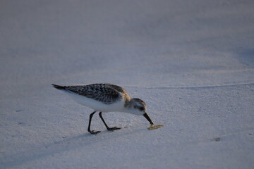 A seabird walks along the ocean in search of food