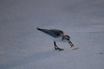A seabird walks along the ocean in search of food