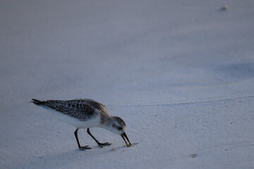 A seabird walks along the ocean in search of food