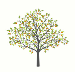 Obraz premium Tree with green leaves and fruit