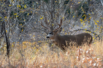 Mule deer buck in the woods