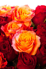 Roses Background. Selective and Soft focus.