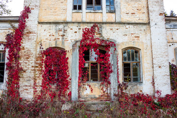 Fototapeta na wymiar The facade of the old outbuilding with the mezzanine of the Panskoye estate, surrounded by red thickets of Virginia creeper. Autumn colors. Kaluga region, Russia
