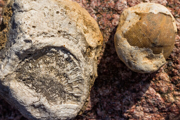 Fossilized fossil animals - colonial sponge and brachiopod. Carboniferous period, Russia
