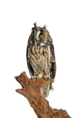 Beautiful eagle owl on twig against white background. Predatory bird
