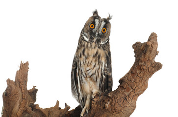 Beautiful eagle owl on tree against white background. Predatory bird