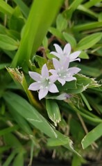 pink and white flower