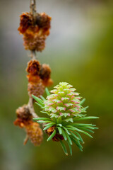 Pinecone seedling