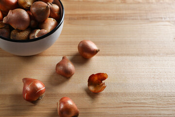 Obraz premium Tulip bulbs on wooden table. Space for text