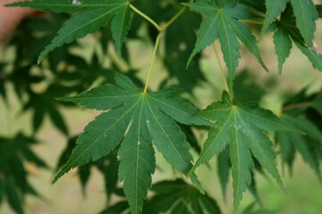 もみじ　葉　背景　緑