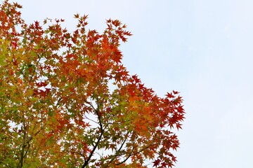 もみじ　紅葉　風景　空