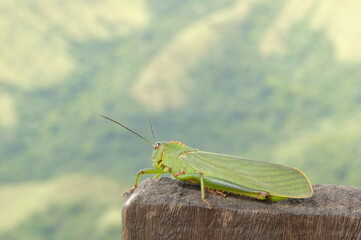 grasshopper on the wall