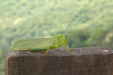 grasshopper on the wall